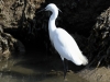 The Little Egret can grow to be 26" tall