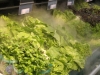 Lettuces are sprayed with cobweb fine cool mist to keep them fresh at the nearby Super-U