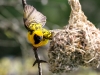 Weaver birds