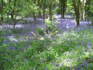 The fairytale Bluebell wood but where is Mr Tumnus?