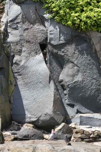 The immensely strong dark grey Diorite granite can be found in specific places in the walls of Beaucette Marina.The drilling for the explosives are visible at the top of the picture
