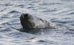 Beaucette's seal, Mr Snore, returns to raid his larder