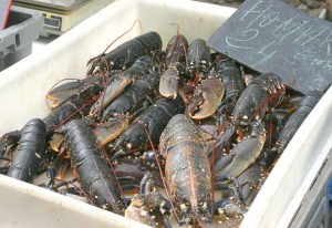 Lobsters just waiting to nip you!