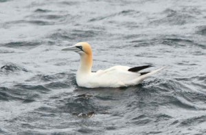 This Gannet was swimming in the middle of the Raz de Seine with no concerns at all