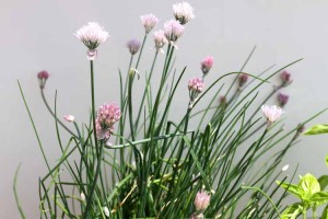 The flower heads of chives are so lovely
