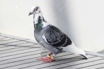 This pigeon rested on Play d'eau for ten hours