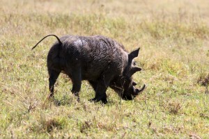 The Lion King's 'Poombah' - a Warthog