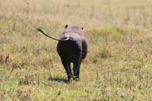 The Lion King's 'Poombah' - a Warthog