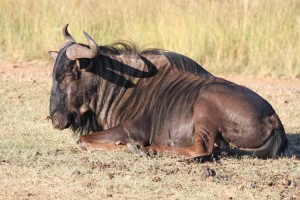 A gnother Gnu - Wildebeast
