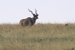 A Kudu, four years old, taken from 500m away