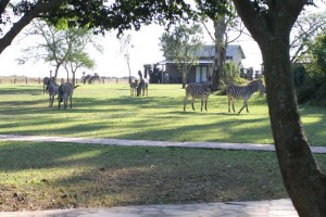 Zebras outside our accommodation lodge