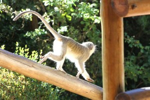 A Vervet monkey jumps around the balcony