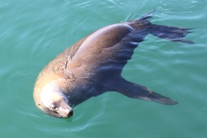 A Cape Seal swims lazily around the harbour