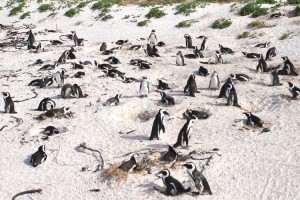 African Penguins at Boulder Bay