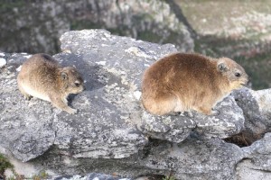 Dassies roam the top of Table Mountain