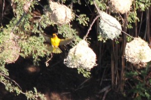 A weaver bird builds his nest