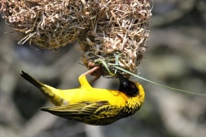 Mr Weaver uses strips of reed to build his nest