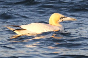 At the end of the Raz, numerous Gannets signify a good feeding ground