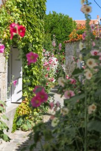 The small town is a maze of alleyways adorned with Hollyhocks